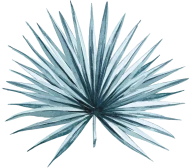 The image shows a stylized illustration of a spiky, symmetrical yucca or palm leaf with shades of blue and green.