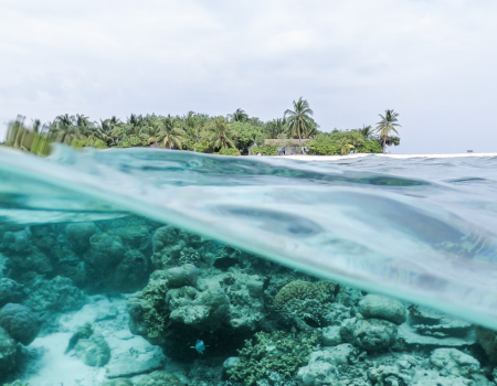 The image shows an over-under view of a tropical coastline with clear water and coral reefs below, and a green, lush island with palm trees above.