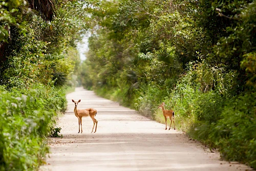 Two deer stand on a peaceful, tree-lined path surrounded by dense greenery, creating a serene natural scene.