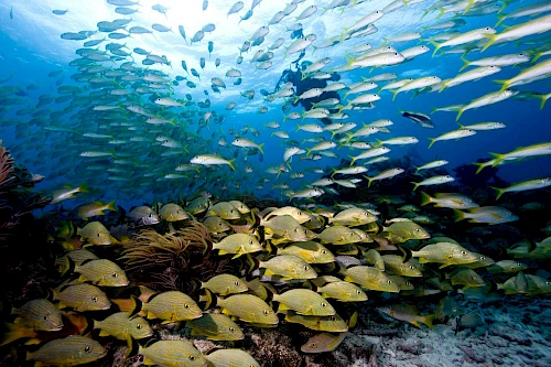 A school of yellow fish swims near the ocean floor, while a diver observes from above, amidst clear blue waters and scattered coral.