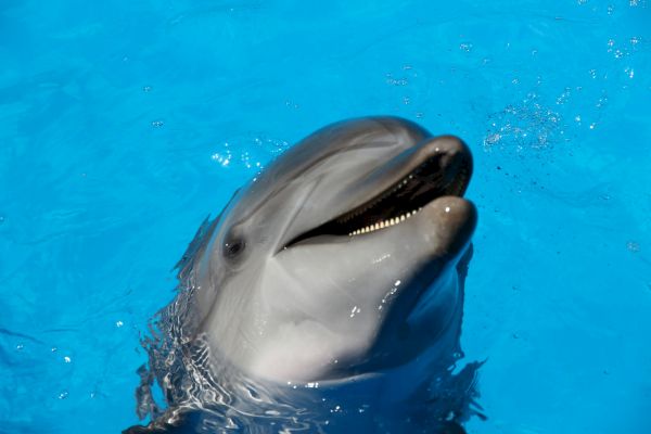 A dolphin is emerging from the water with its mouth open, in a bright blue aquatic environment.