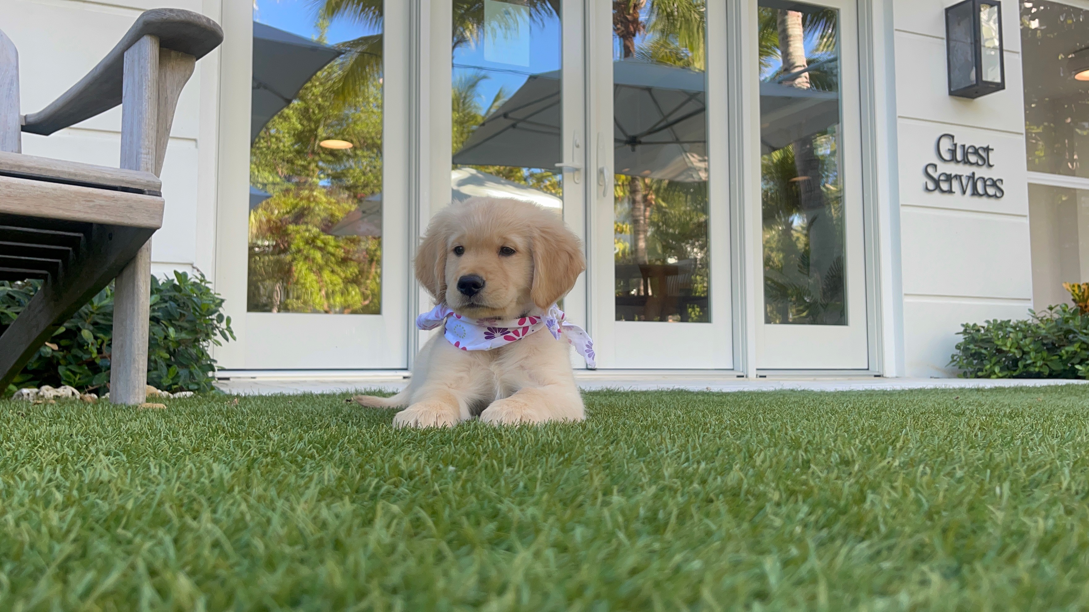 A puppy wearing a bandana is lying on the grass in front of a building labeled "Guest Services" with outdoor seating and plants.