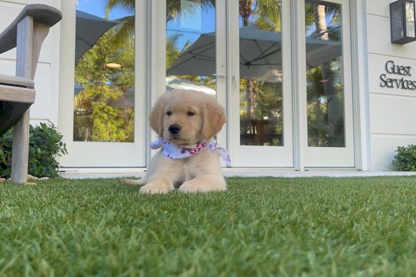 A golden retriever puppy lies on grass, wearing a bandana. A building with "Guest Services" and a chair are visible in the background.